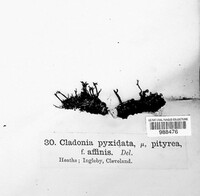 Cladonia pyxidata image